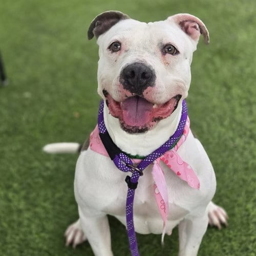 Photo of Opal, adoptable American Pit Bull Terrier in Phoenix, Arizona