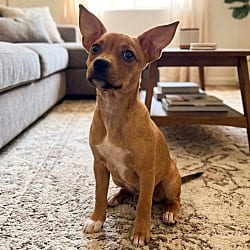 Photo of Thumbelina, adoptable Chihuahua Mixed Breed (Medium) in Pittsfield, Illinois