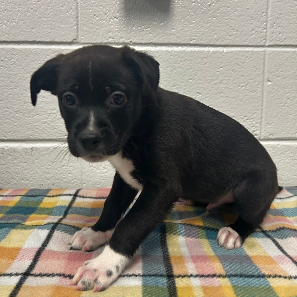 Photo of Inca, adoptable Mixed Breed (Medium)