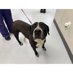 Photo of Pogo, adoptable Mixed Breed (Medium) in Maumee, Ohio