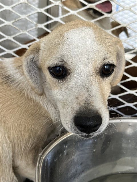 Photo of Olivia Rodrigo, adoptable Chihuahua in Bakersfield, California