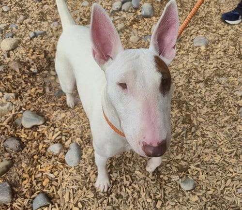 Photo of Daisy, adoptable Bull Terrier in Albuquerque, New Mexico