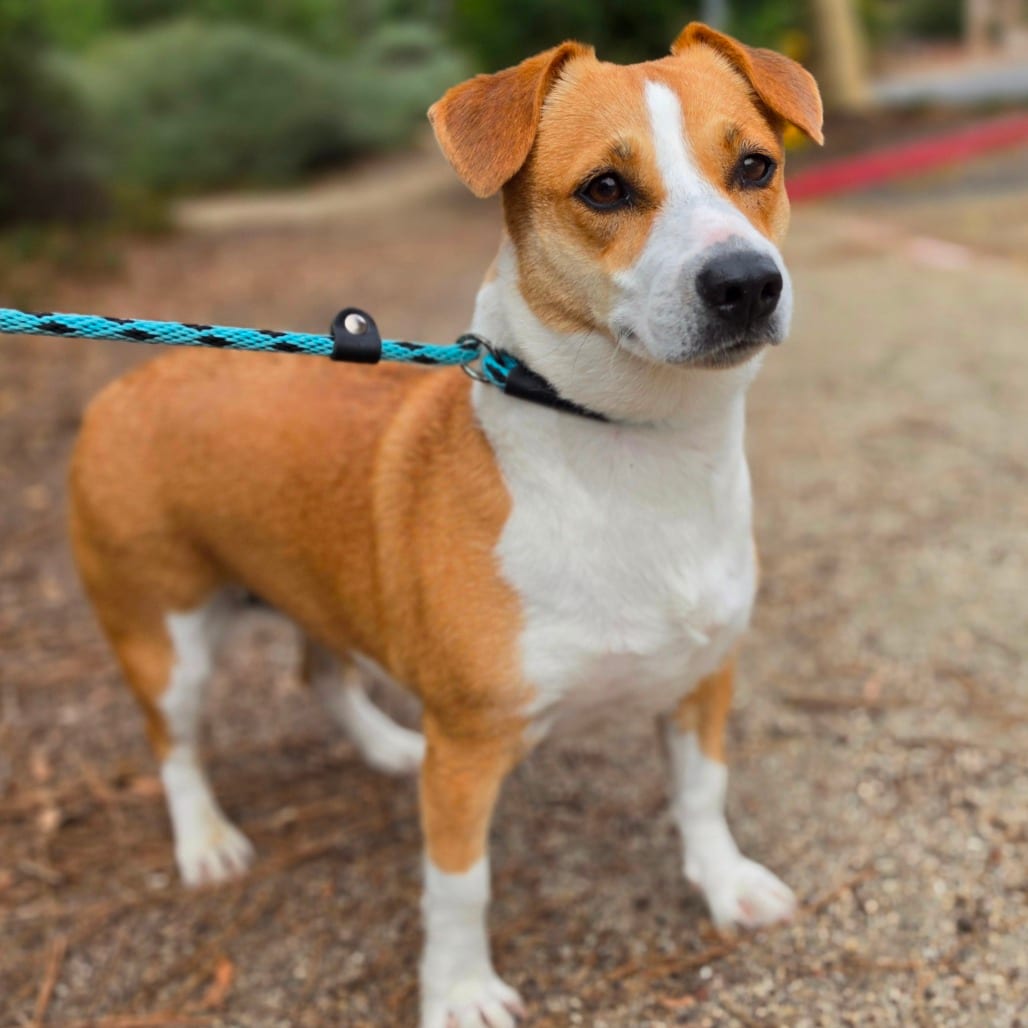 Photo of Bella - Chino Hills Location, adoptable Corgi, Cardigan Welsh / Mix