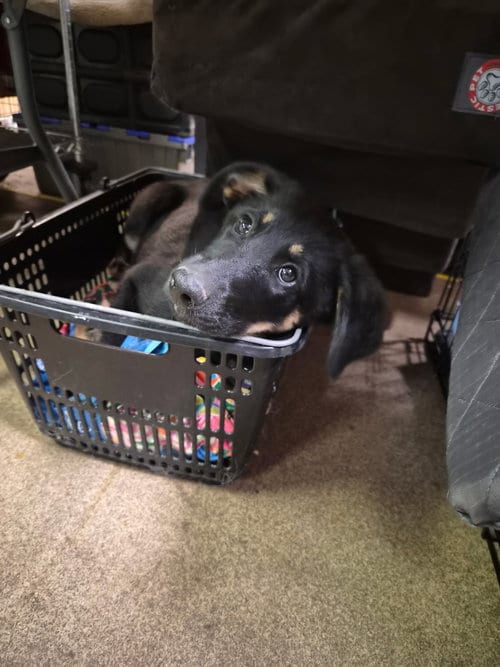 Photo of Giulia, adoptable Shepherd in Hillside, Illinois