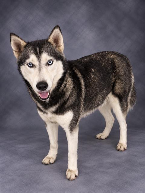 Photo of Cali, adoptable Siberian Husky in Winter Haven, Florida