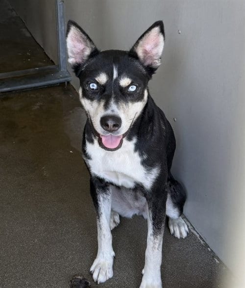 Photo of Lily, adoptable German Shepherd Dog in San Bernardino, California