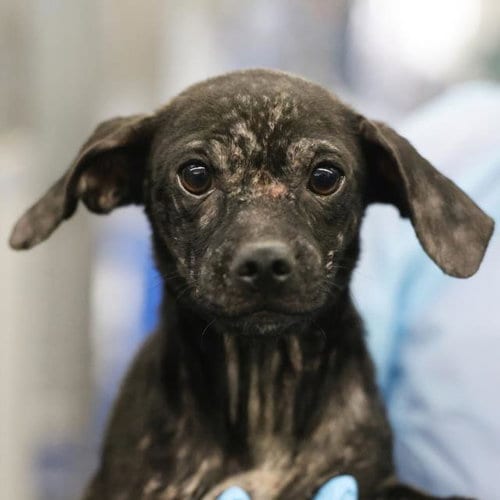 Photo of Scarlet, adoptable Chihuahua in San Antonio, Texas