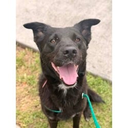 Photo of Kaya, adoptable German Shepherd Dog in Baton Rouge, Louisiana
