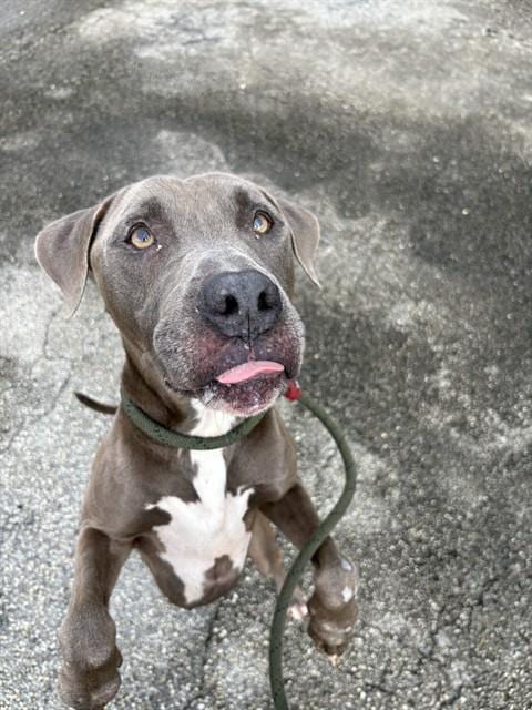 Photo of Blake, adoptable American Bulldog in Miami, Florida