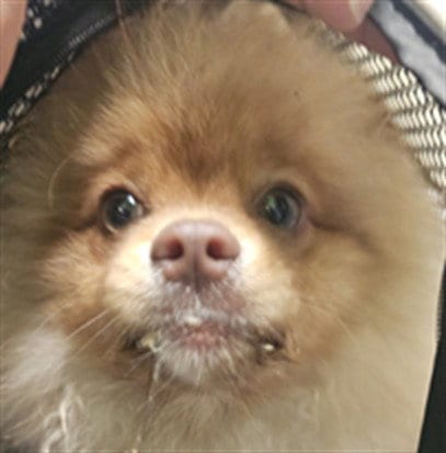 Photo of Tater Tot, adoptable Pomeranian in Los Angeles, California