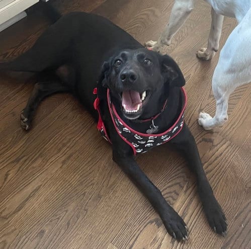 Photo of Maggie Moo, adoptable Labrador Retriever in Holly Springs, North Carolina