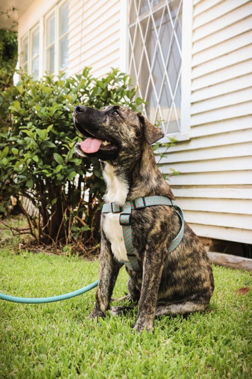 Photo of June Berry, adoptable Hound in The Woodlands, Texas