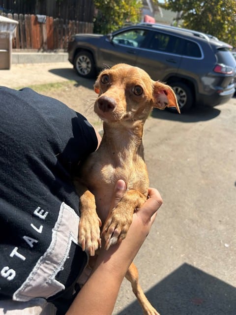 Photo of Senior Chihuahua - Smooth Coated, adoptable Chihuahua - Smooth Coated in Bakersfield, California