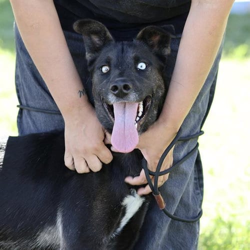 Photo of Unique, adoptable Border Collie in Modesto, California