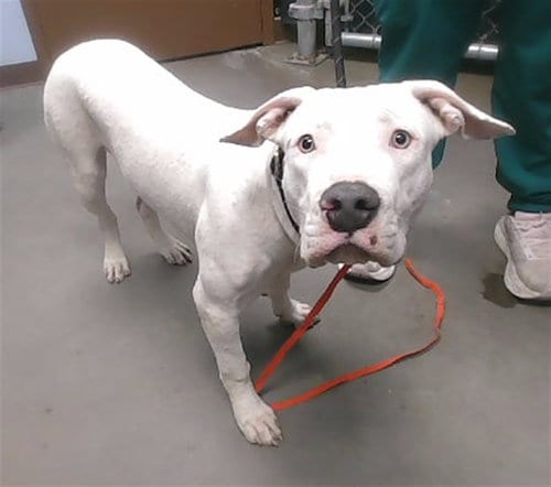 Photo of Heart, adoptable American Pit Bull Terrier in Phoenix, Arizona
