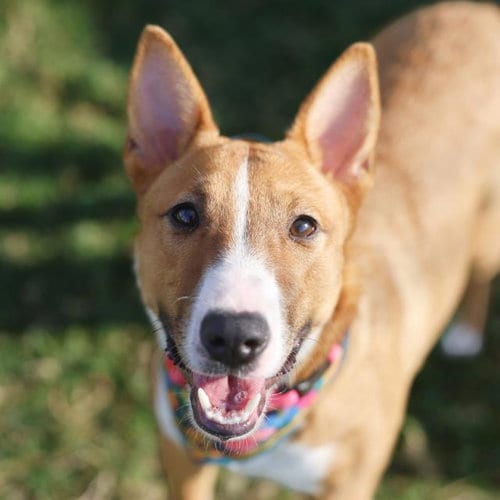 Photo of Leila, adoptable Bull Terrier in San Antonio, Texas