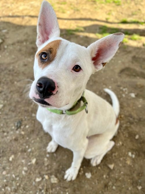 Photo of Branch, adoptable Pit Bull Terrier in Evansville, Indiana