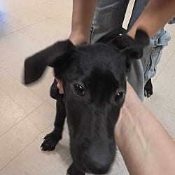 Photo of Umber, adoptable German Shepherd Dog Mixed Breed (Medium) in Burnsville, North Carolina