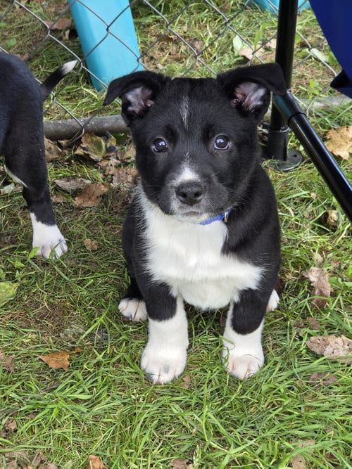Photo of Skeeter, adoptable Unknown breed (short coat) in Garden City, New York