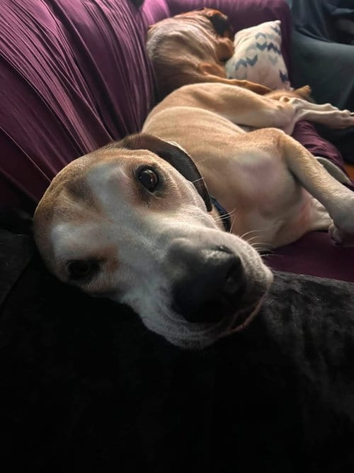 Photo of Toasted Marshmallow, adoptable Great Dane in Germantown, Ohio