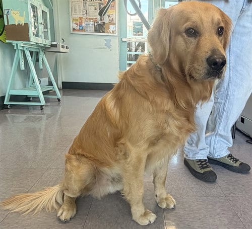 Photo of Buddy, adoptable Golden Retriever in Baldwin Park, California