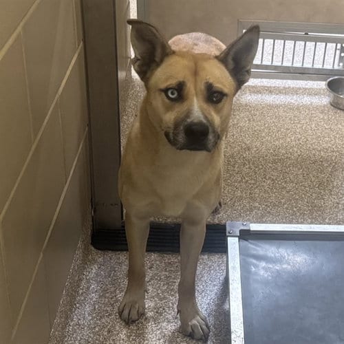 Photo of Flora, adoptable Siberian Husky in Pueblo, Colorado