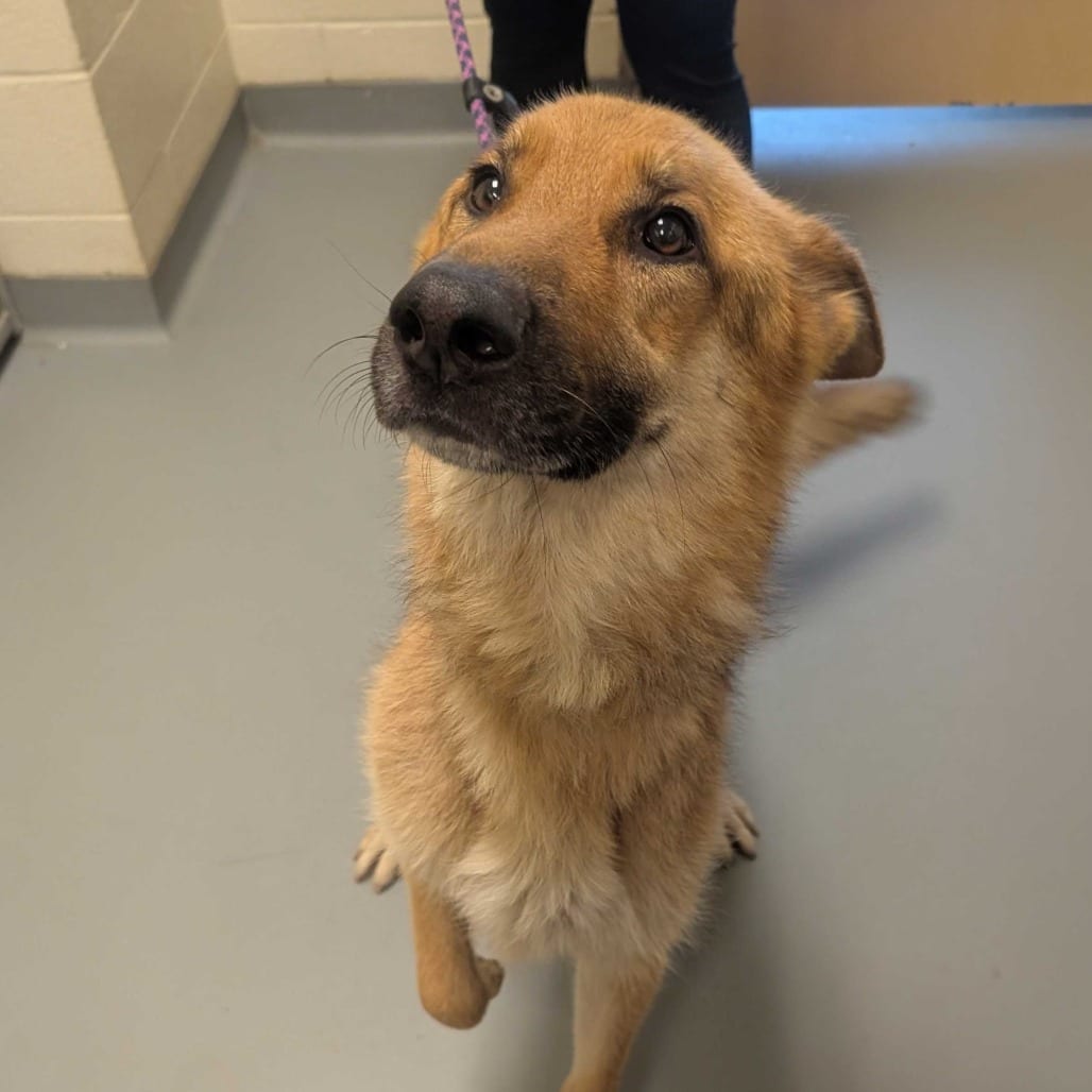 Photo of Surfer, adoptable Mixed Breed (Medium)