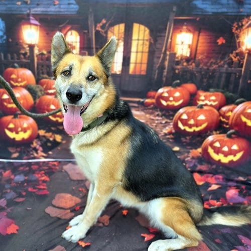 Photo of Margot, adoptable German Shepherd Dog in Long Beach, California