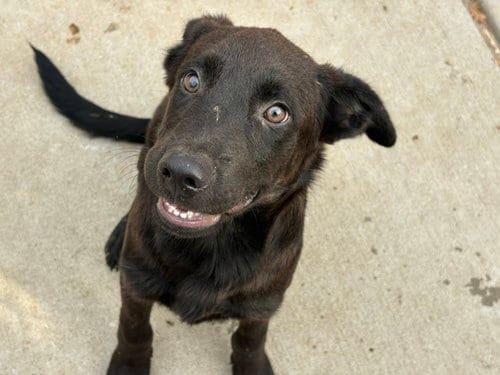 Photo of Tuna, adoptable Anatolian Shepherd in Tulsa, Oklahoma