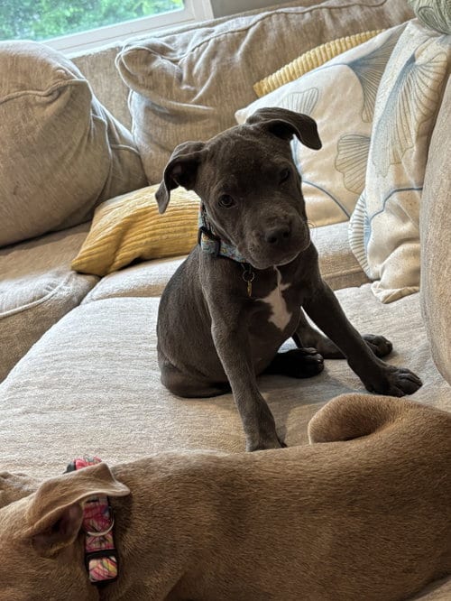 Photo of Chimichanga, adoptable Pit Bull Terrier in Saint Augustine, Florida
