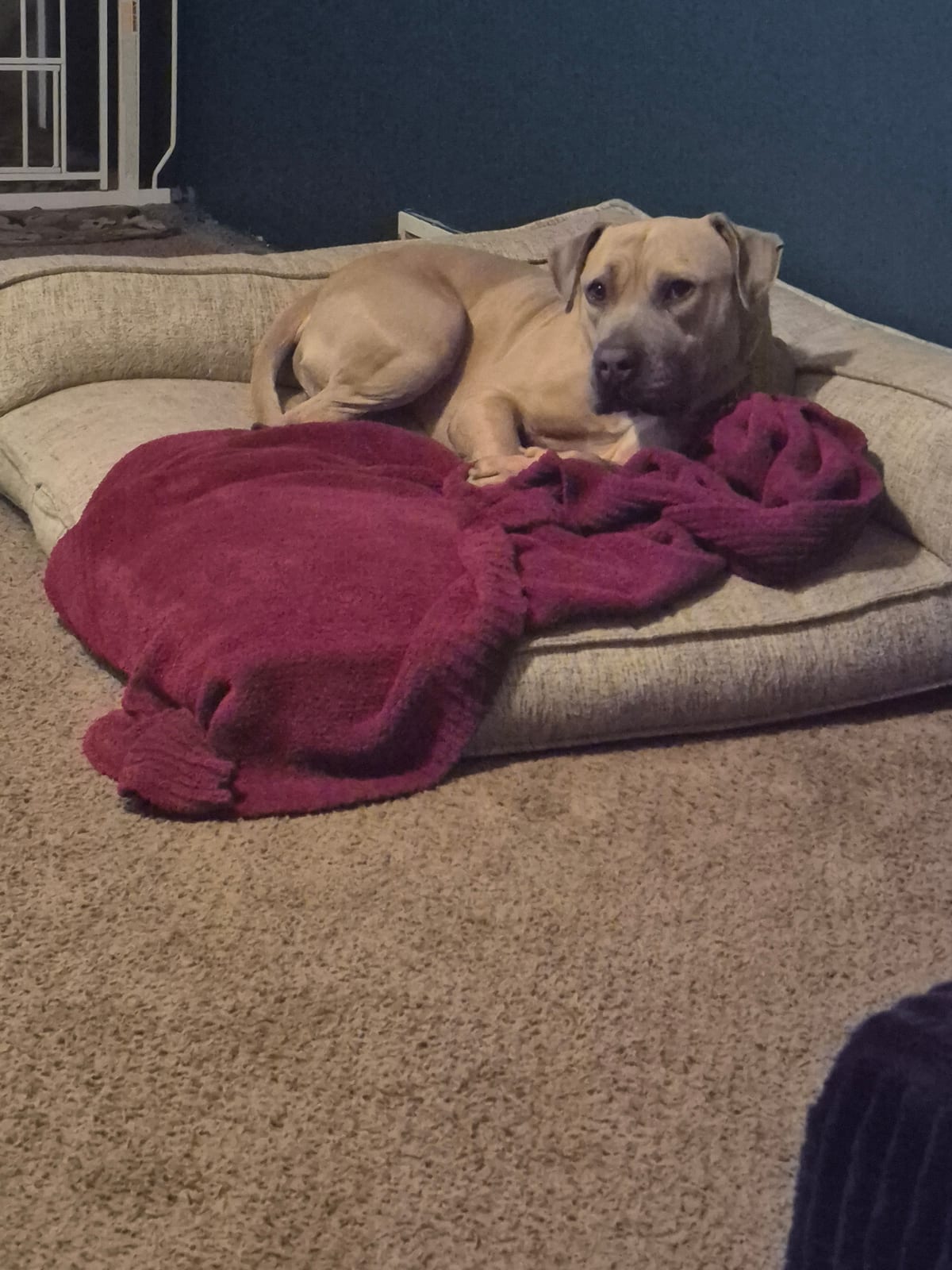 Photo of Maximo, adoptable American Bulldog in Colorado Springs, Colorado