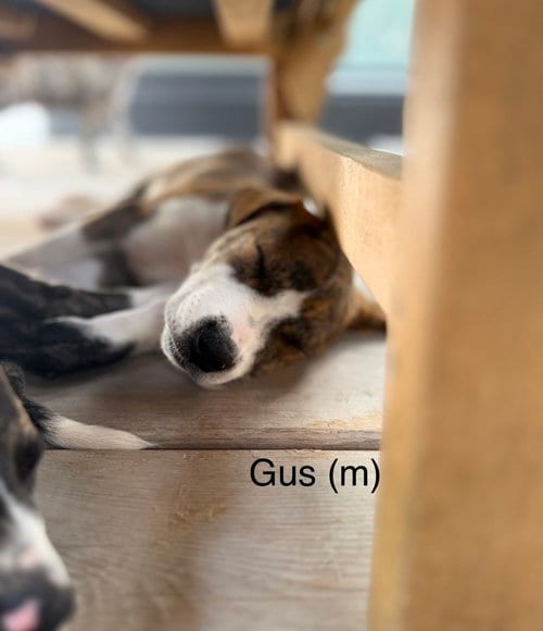 Photo of Gus ('Bama Bunch 2026), adoptable Pit Bull Terrier in Wenonah, New Jersey