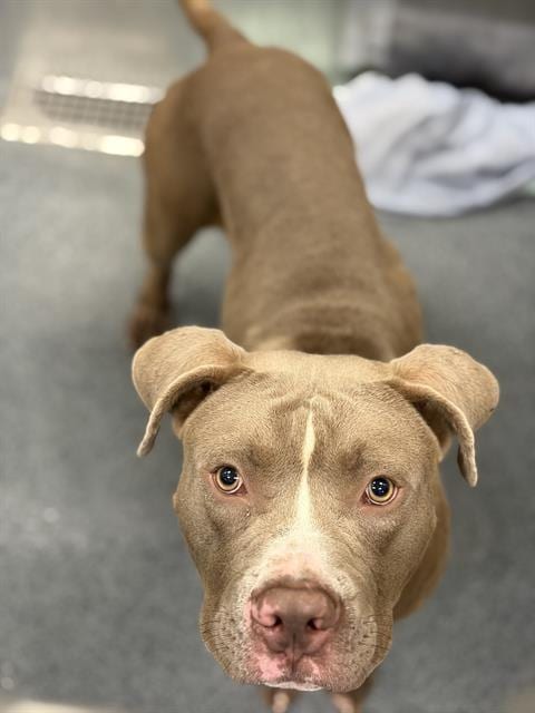 Photo of Valley, adoptable Pit Bull Terrier in Dallas, Texas