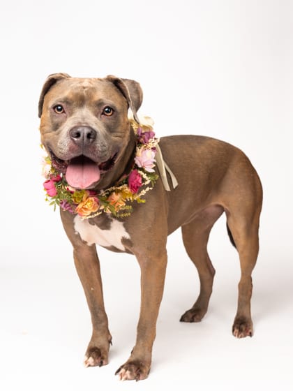 Photo of Peppa, adoptable dog in Atlanta, Georgia