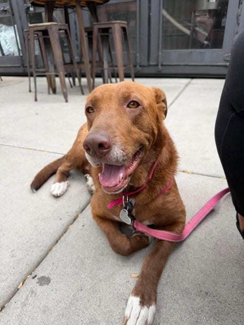 Photo of Rosie, adoptable Labrador Retriever in San Diego, California