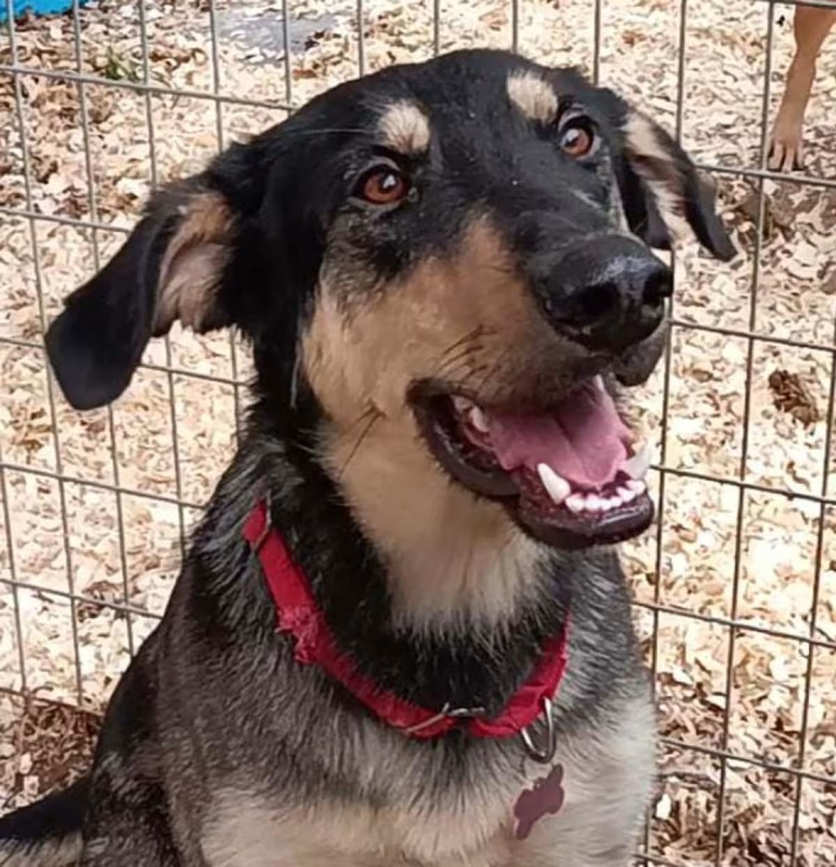 Photo of Ripp, adoptable Black and Tan Coonhound/Shepherd (Unknown Type) in Weatherford, Texas