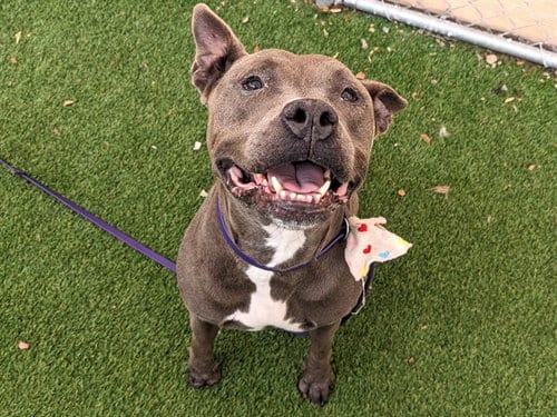 Photo of Judith, adoptable Staffordshire Bull Terrier in Phoenix, Arizona