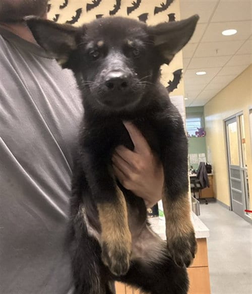 Photo of Capella, adoptable German Shepherd Dog in Orange, California