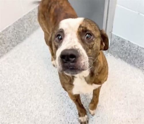 Photo of Roscoe, adoptable Labrador Retriever in Houston, Texas