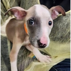 Photo of Stark, adoptable American Pit Bull Terrier in Pueblo, Colorado
