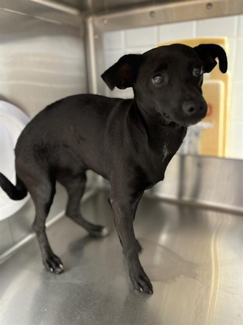 Photo of Tammy, adoptable Chihuahua in Chula Vista, California