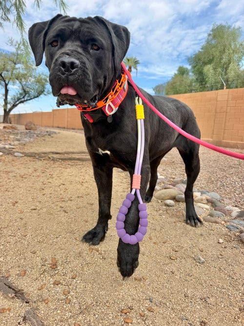 Photo of Beauty, adoptable Cane Corso Mastiff in Goodyear, Arizona