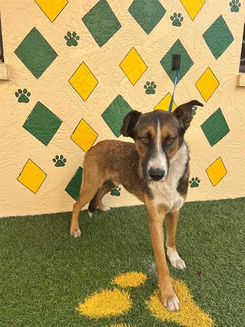 Photo of Sam, adoptable German Shepherd Dog in Winter Haven, Florida