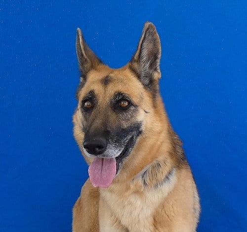 Photo of Leia, adoptable German Shepherd Dog in Pasadena, California