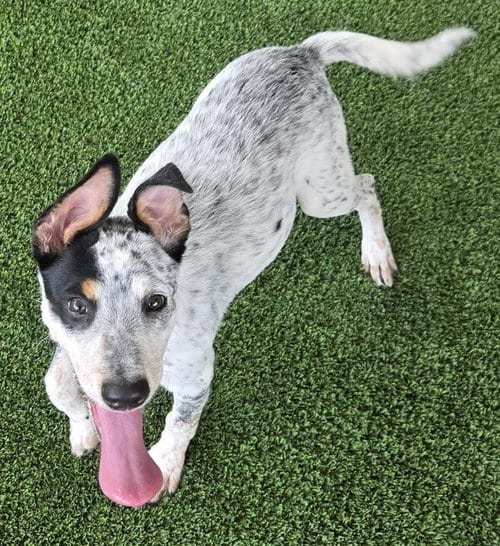 Photo of Ditto, adoptable Cattle Dog in Euless, Texas