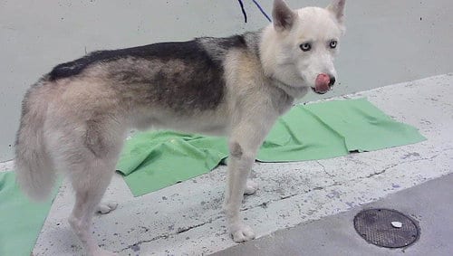 Photo of A2097144, adoptable Siberian Husky in Houston, Texas