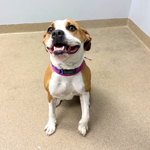 Photo of Nala, adoptable Boxer in Aurora, Colorado