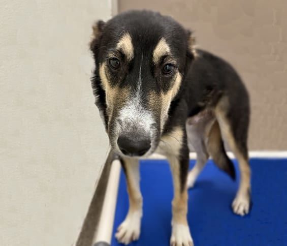 Photo of Captain, adoptable dog