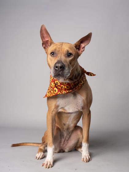 Photo of Suga, adoptable dog in Atlanta, Georgia
