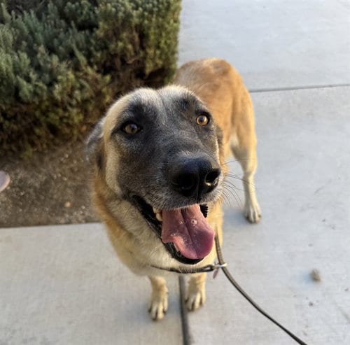 Photo of Mia, adoptable Belgian Shepherd Malinois in Riverside, California